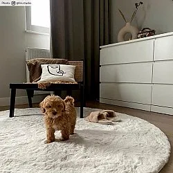 Round rugs - Cloud Super Soft (offwhite)