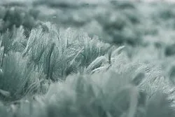 Shaggy rugs - Janjira (blue/green)