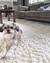 Shaggy rugs - Stettin (offwhite)